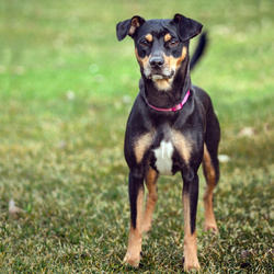 Mayra "bereits vermittelt" ein liebenswertes Hundemädel, sucht ein neues Zuhause!