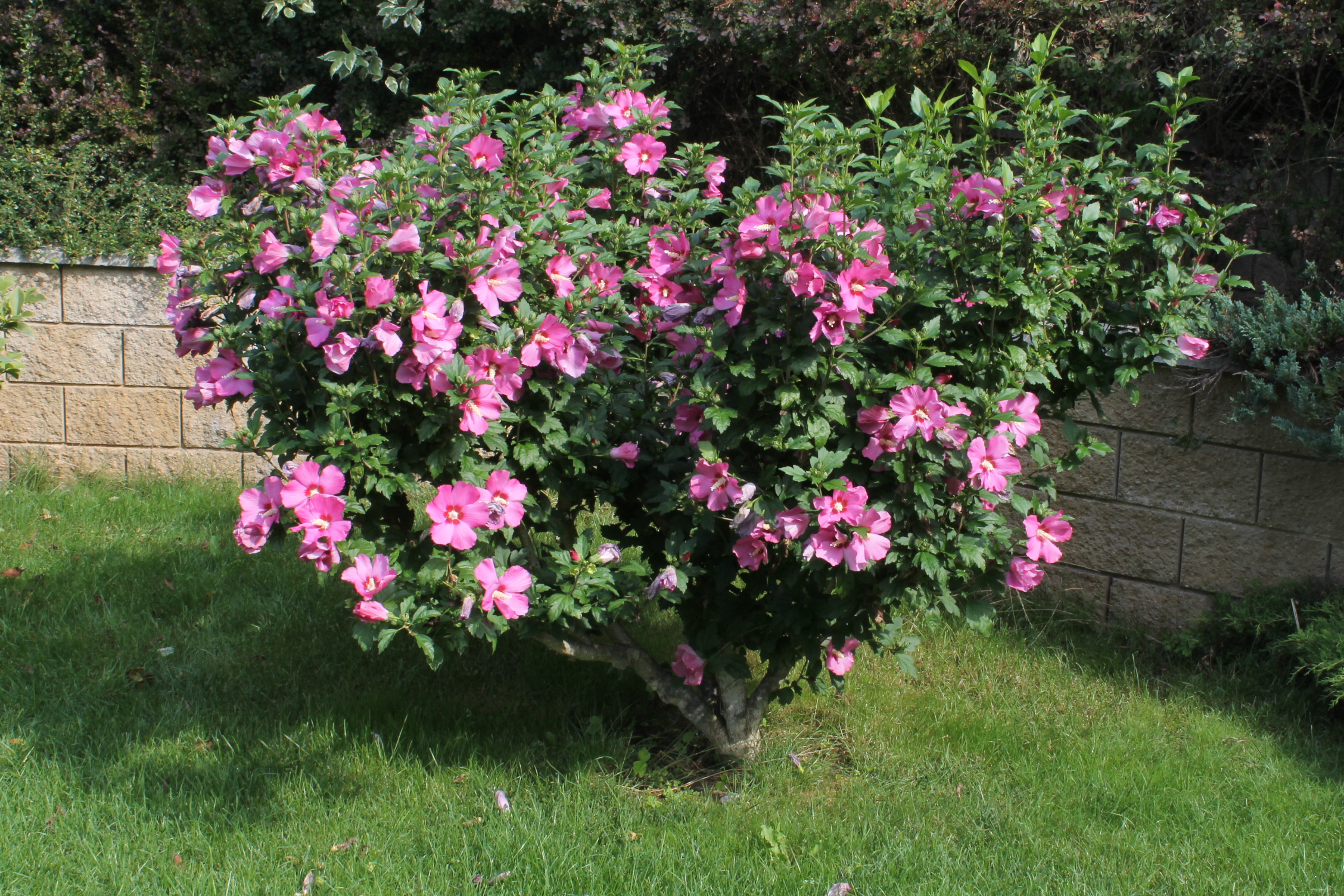 Der Garteneibisch Botanisch Hibiscus Syriacus Region Meier